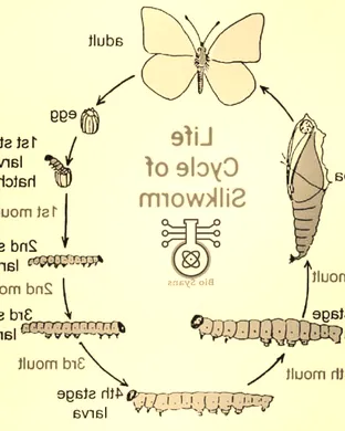 Silkworm